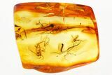 Fossil Fungus Gnats and True Midges in Baltic Amber #367520-1